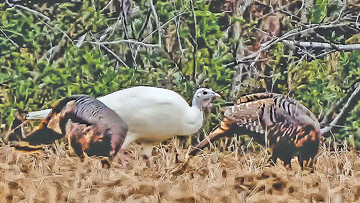 Leucistic turkey